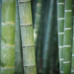Bambuko pluošto drabužiai